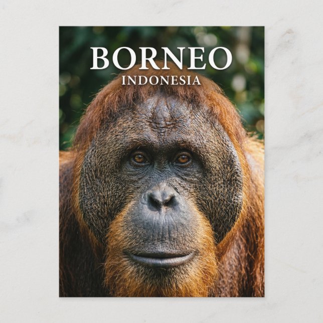 Cartão Postal Parque Nacional Tanjung Puting Indonésia (Frente)