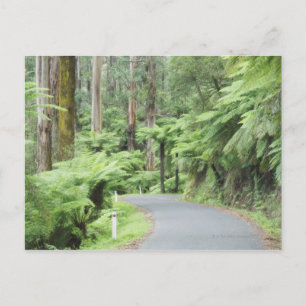 Cartão Postal Parque Nacional Tarra Bulga, Strzelecki Ranges
