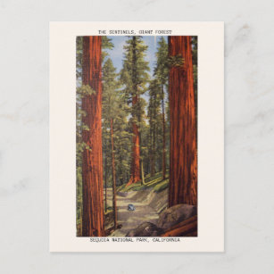 Cartão Postal Parque Nacional Vintage Sentinels Trees Sequoia