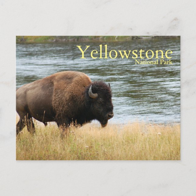 Cartão Postal Parque Nacional Yellowstone, Cartão-postal Bison (Frente)