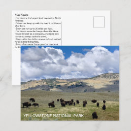 Cartão Postal Parque Nacional Yellowstone de Fatos de Diversão B