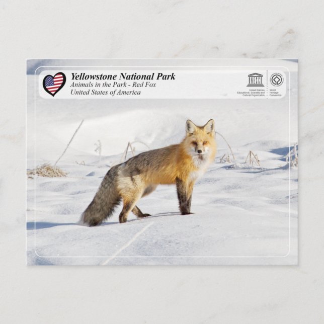 Cartão Postal Parque Nacional Yellowstone - Fox Vermelha (Frente)