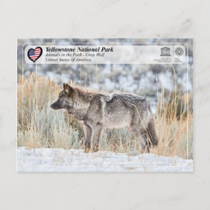 Cartão Postal Parque Nacional Yellowstone - Wolf Cinza