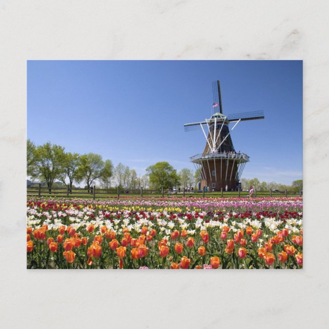 Cartão Postal Parque Windmill Island com tulipas em floração em (Frente)