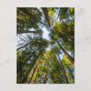 Cartão Postal Parques Nacionais e Estaduais de Redwood, Califórn