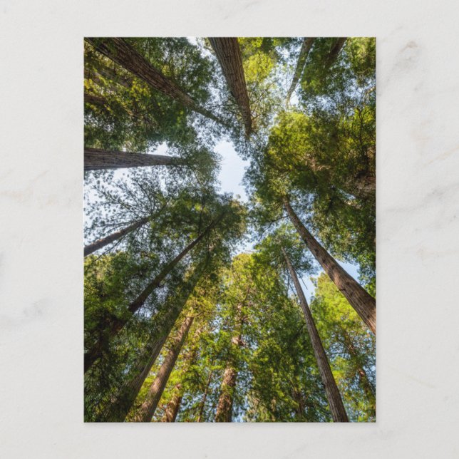 Cartão Postal Parques Nacionais e Estaduais de Redwood, Califórn (Frente)
