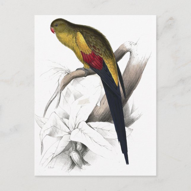 Cartão Postal Parrakeet de Altura Negra de Edward Lear (Frente)