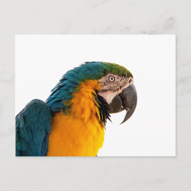 Cartão Postal Parrot Notes (Frente)