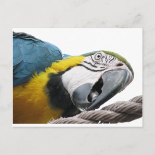Cartão Postal Parrot On Rope