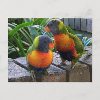 Cartão Postal Parrot Pals