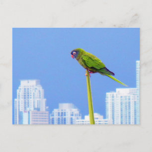 Cartão Postal ~Parrot~ POSTCARTÃO, PERSONALIZAR