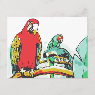 Cartão Postal Parrot Trio