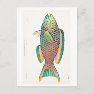 CARTÃO POSTAL "PARROTFISH" SEALIFE