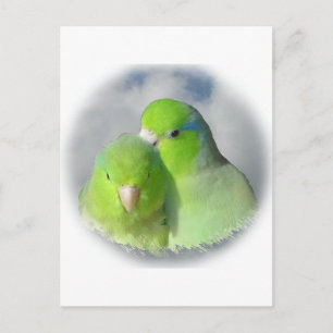 Cartão Postal Parrotlet par verde