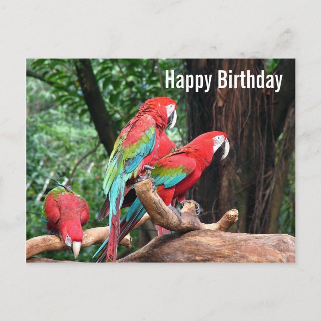 Cartão Postal Parrots Happy Birthday card (Frente)