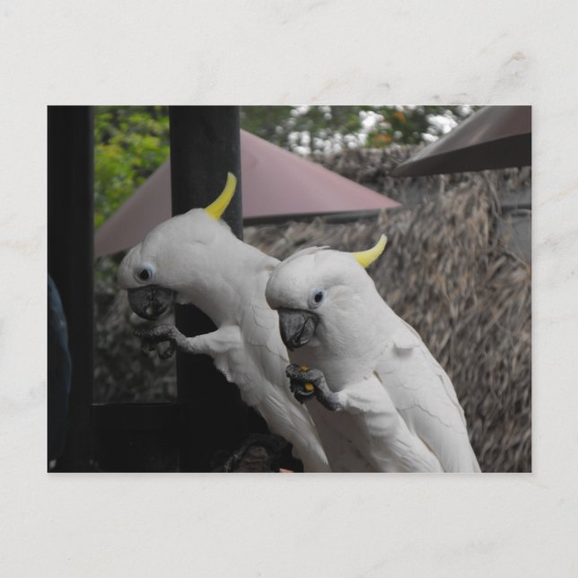 Cartão Postal Parrott (Frente)