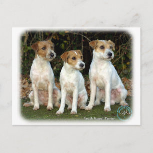 Cartão Postal Parson Russell Terriers 9T016D-332