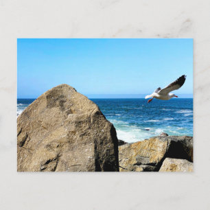 Cartão Postal Partes de Seagull
