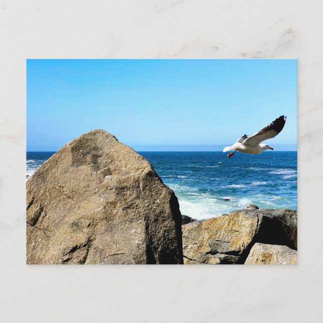 Cartão Postal Partes de Seagull (Frente)