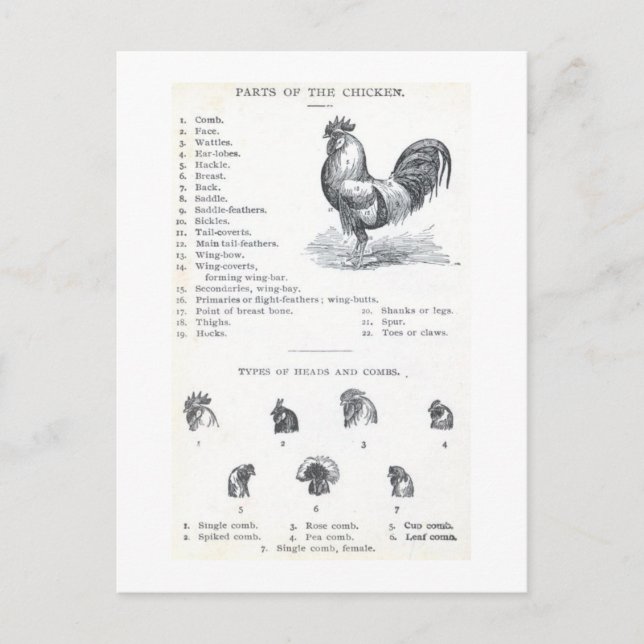 Cartão Postal Partes do frango (Frente)