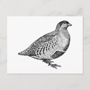 Cartão Postal Partridge Bird Art