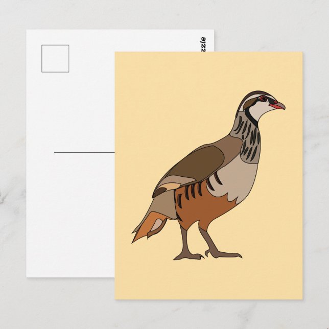 Cartão Postal Partridge Chukar Bird (Frente/Verso)