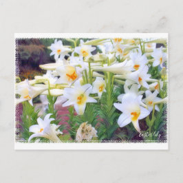 Cartão Postal Páscoa Lily [Cartão postal] ポ ス ト Team