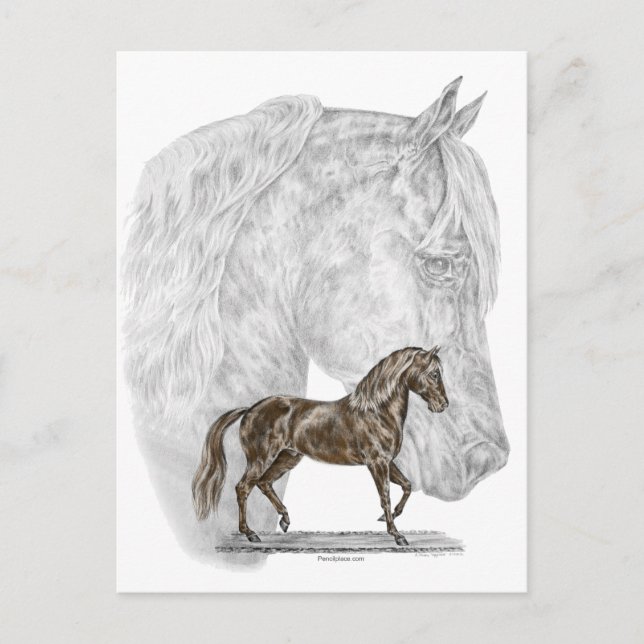 Cartão Postal Paso Fino Horse Art (Frente)