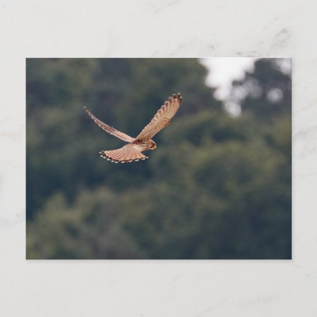 Cartão Postal Passagem comum do Kestrel em busca de presa (Frente)