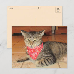 Cartão Postal Passagem - Oliver O Gato na Bandana