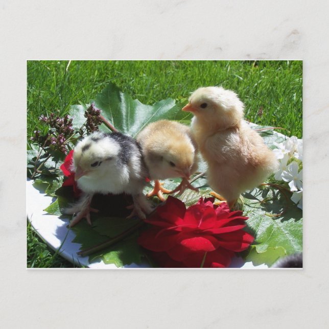 Cartão Postal passarinhos engraçados (Frente)