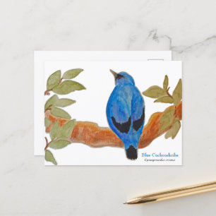 Cartão Postal Pássaro Africano do Camarão-Cachoeiro Azul