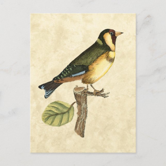 Cartão Postal Pássaro Amarelo e Verde Empoleirado em um pequeno  (Frente)