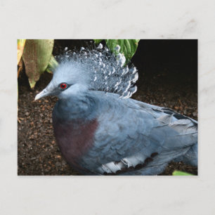 Cartão Postal Pássaro Azul