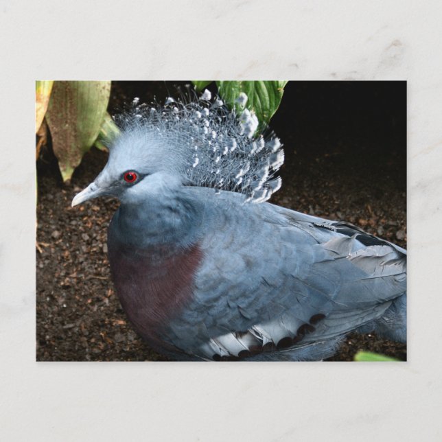 Cartão Postal Pássaro Azul (Frente)