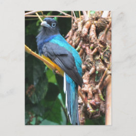 Cartão Postal Pássaro Azul de Cauda Longa