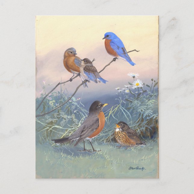 Cartão Postal Pássaro Azul e Robin Vintage (Frente)