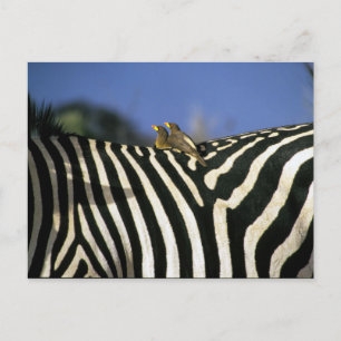 Cartão Postal Pássaro-bicho-da-bico-vermelho em uma Zebra de vo