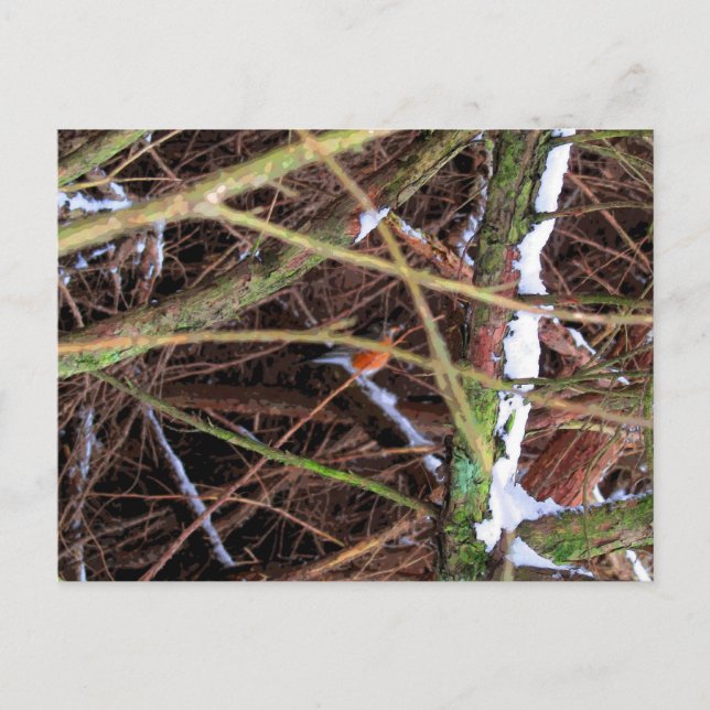 Cartão Postal Pássaro Blizzard CB (Frente)