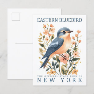 Cartão Postal Pássaro Bluebird oriental de Nova York nos EUA