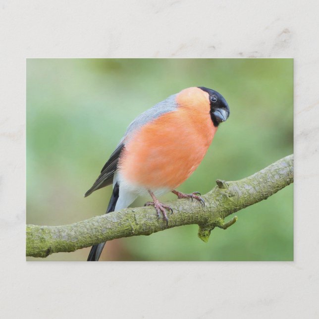 Cartão Postal Pássaro Bullfinch (Frente)