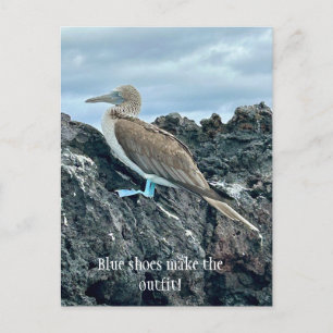 Cartão Postal Pássaro Calçado Azul