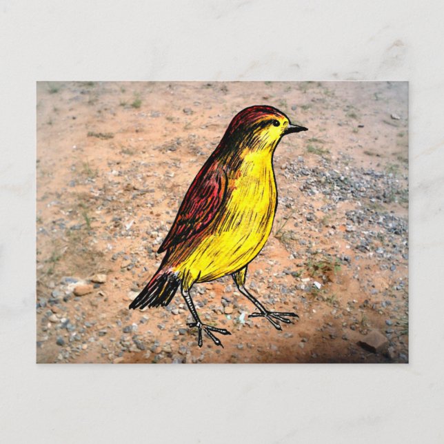 Cartão Postal Pássaro Canário (Frente)