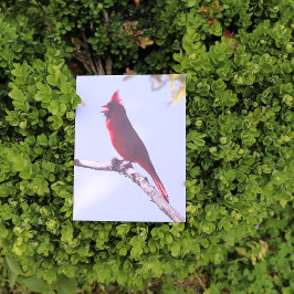 Cartão Postal Pássaro Cardinal do Norte Vermelho