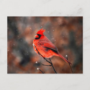 Cartão Postal Pássaro Cardinal Masculino