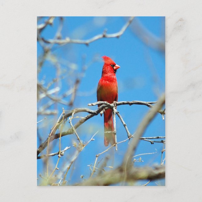 Cartão Postal Pássaro Cardinal Masculino (Frente)