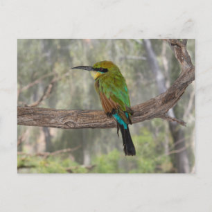 Cartão Postal Pássaro comedor-de-abelhas-arco-íris, Austrália