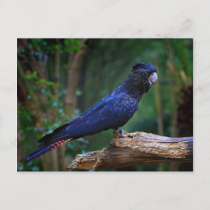 Cartão Postal Pássaro-da-batuta