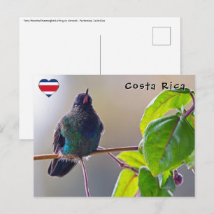 Cartão Postal Pássaro da Costa Rica - Pássaro Hummingbird com 