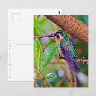 Cartão Postal Pássaro da Costa Rica - Pássaro Hummingbird com 
